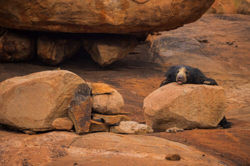 Sleeping Sloth Bear II. An adult female sloth bear takes a nap on on a boulder in scrub jungle habitat, Karnataka, India. 