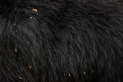 Sloth Bear Fur. Close up of a sloth bears shaggy black fur with seed pods and vegetation caught in it. Karnataka, India. 