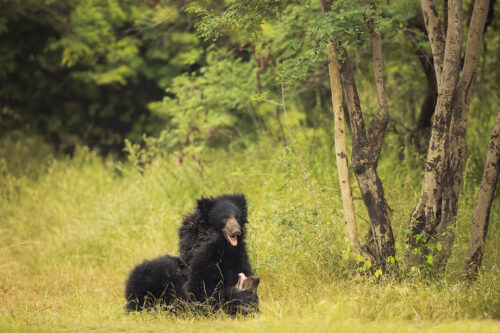 sloth bear cubs wrestling. Two sub adult sloth bear cubs play fighting against a vivid green forest backdrop in scrub jungle habitat. Karnataka, India.