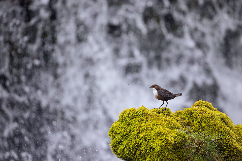 Waterfall Dipper . Adult white-throated dipper stands on a clump of mossy vegetation in front of a huge fast flowing waterfall. Derbyshire Dales, Peak District National Park.