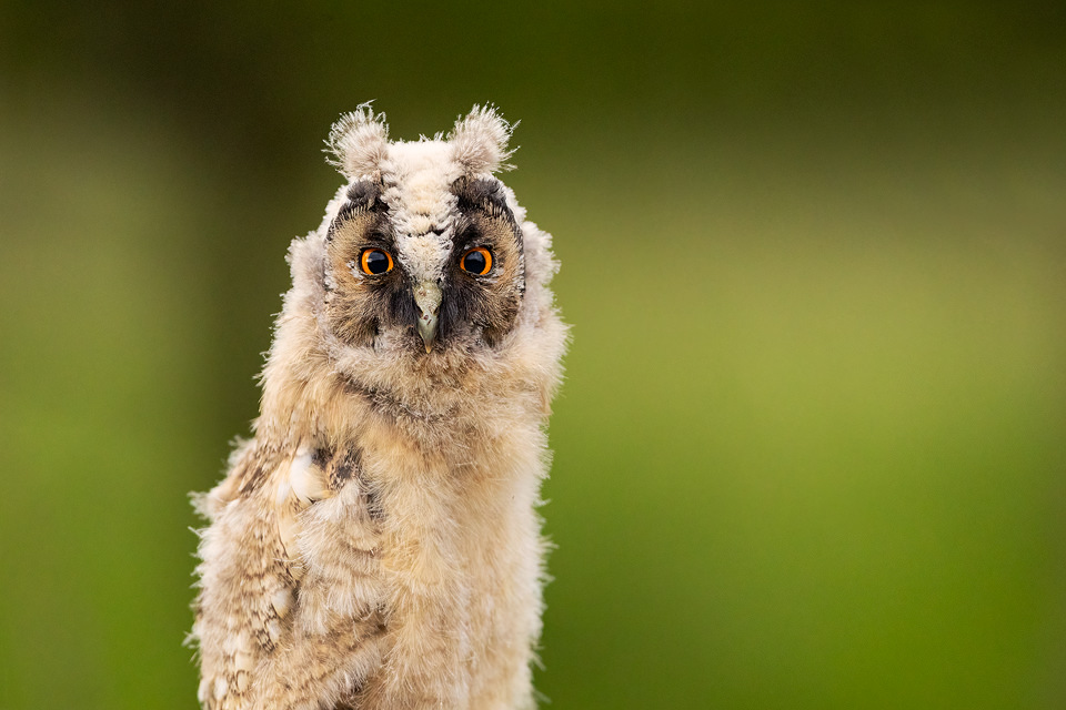 Long eared owl chick - Francis J Taylor Photography