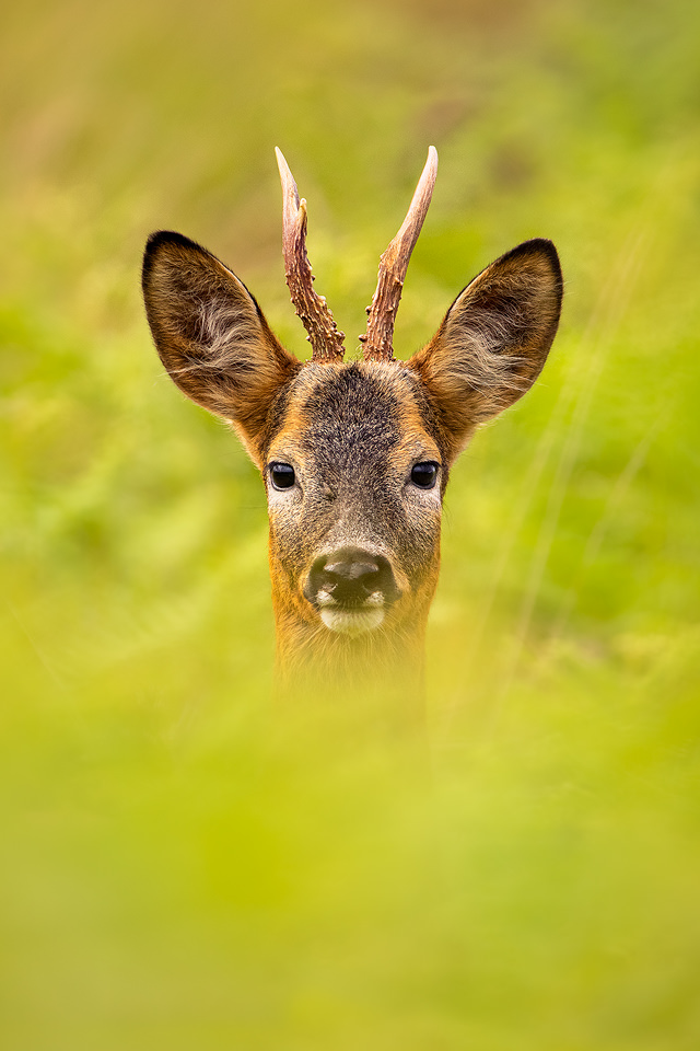 Roe Deer Stag Portrait - Francis J Taylor Photography