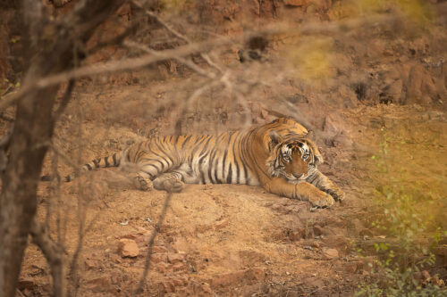 Resting male tiger. A male Bengal tiger resting under a rocky cliff edge at dusk. Ranthambore National Park, Rajasthan, India.