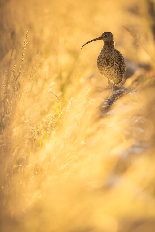 Backlit Curlew II. Curlew perched on a drystone wall, backlit by warm summer evening sunshine. Derbyshire, Peak District National Park, UK. 