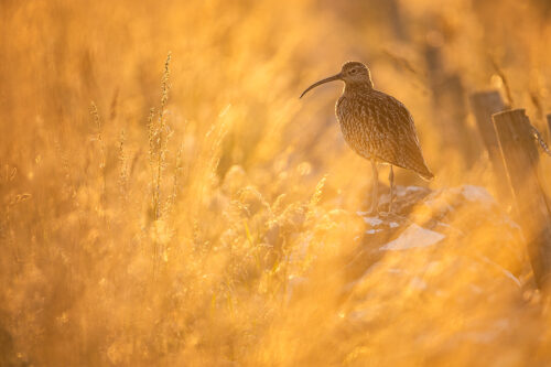 Backlit Curlew. Curlew perched on a drystone wall, backlit by warm summer evening sunshine. Derbyshire, Peak District National Park, UK. 