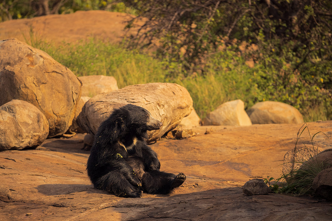 Sitting Sloth Bear II. An adult sloth bear enjoying the warm evening sunshine in boulder strewn jungle scrub habitat. Karnataka, India.