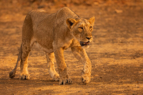 Prowling Asiatic Lioness. A young Asiatic Lioness prowling through an open area in golden evening sunshine. Gir National Park, Gujarat.