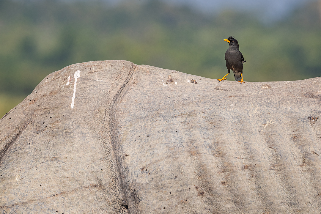 Jungle Myna on Indian Rhino's back. A jungle myna perched on the leathery back of a Greater one-horned rhinoceros (Rhinoceros unicornis). Kaziranga National Park, Assam, India.