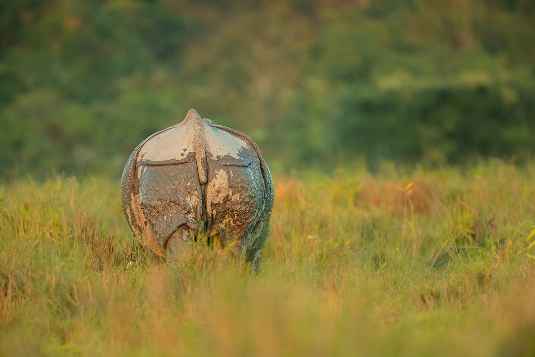 Indian Rhino backside. A Greater one-horned rhinoceros (Rhinoceros unicornis) walking away from the grassland, back to the dense jungle. Kaziranga National Park, Assam, India. 