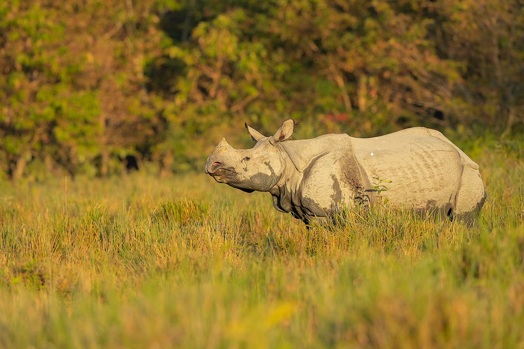 One-horned rhino Portrait - Francis J Taylor Photography