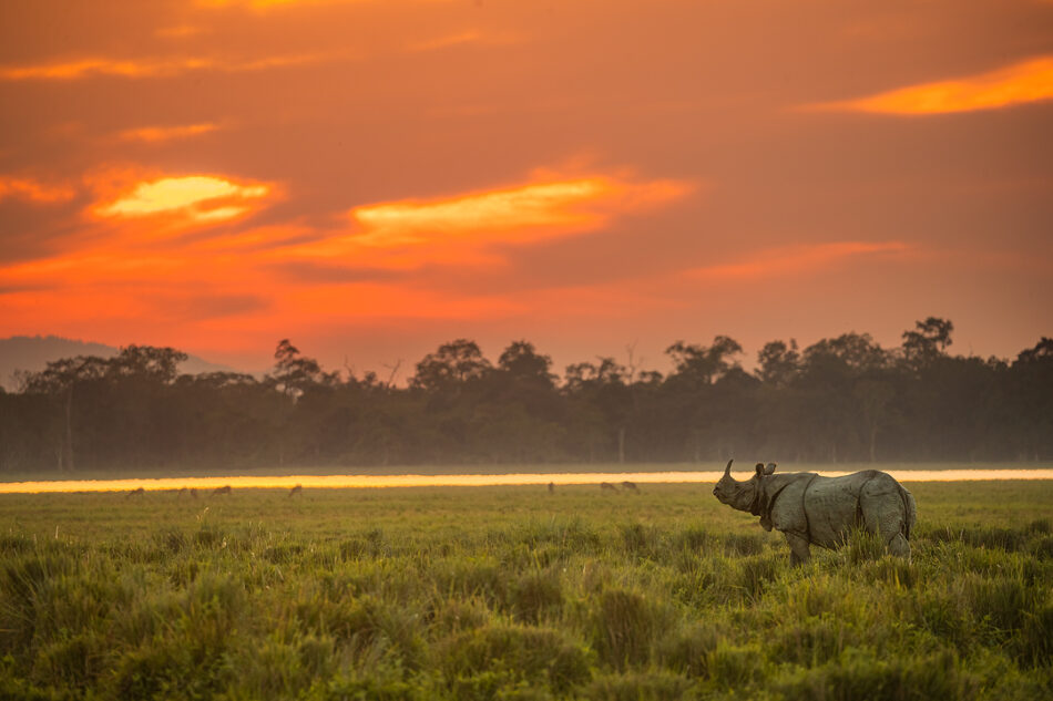 Indian Rhino at Sunset - Francis J Taylor Photography