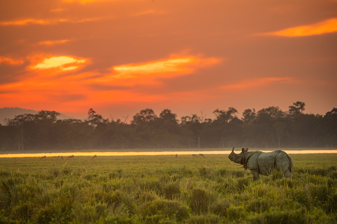 Indian Rhino at Sunset - Francis J Taylor Photography