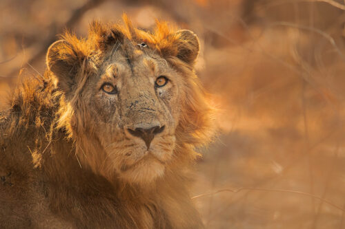 Male Asiatic Lion portrait. Portrait of an impressive male Asiatic Lion resting during the blistering afternoon heat. Gir National Park, Gujarat.