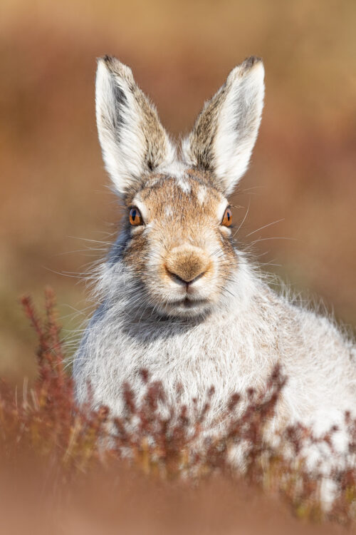 Derbyshire Mountain Hare. Head on portrait of a mountain hare in moorland habitat. Derbyshire, Peak District National Park.