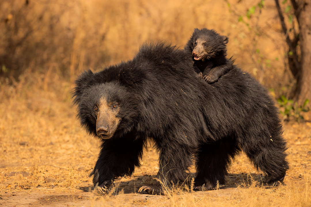 Sloth Bear Mother with single cub. Female sloth bear with her cub riding piggyback, a unique behaviour among bears. Karnataka, India.