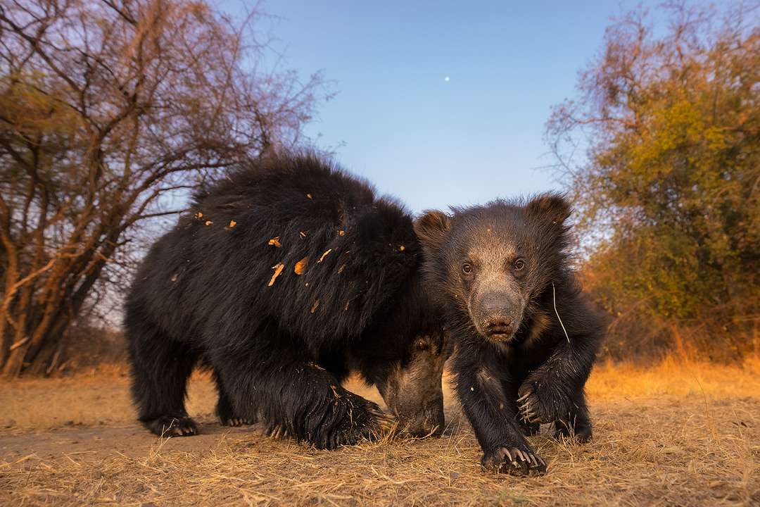 Wide angle Mother and cub. An inquisitive sloth bear cub checks out my camera trap while the mother uses her powerful sense of smell to search for food behind. Karnataka, India. Karnataka, India.