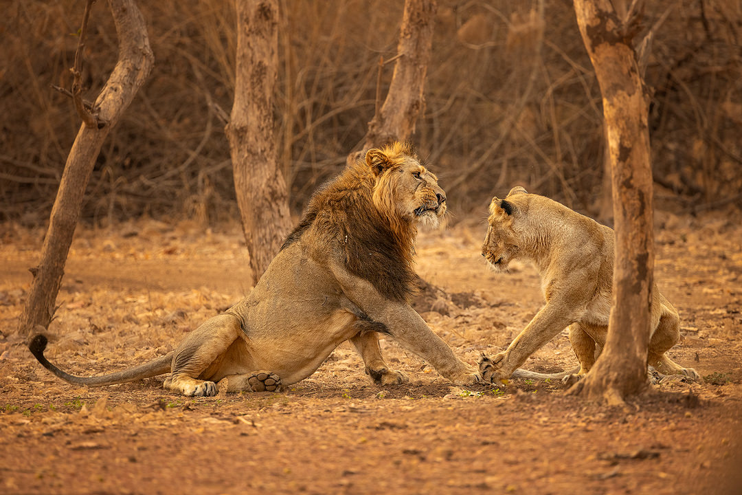 Asiatic Lion breeding pair. An asiatic lioness tries to entice a big male to mate with her, he was much more interested in sleeping and wasn't happy about it! Gir National Park, Gujarat.