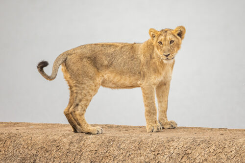 Sub adult Asiatic Lion on dam wall. A sub adult lion cub standing on a dam wall while its mother drinks water in the lake below. Gir National Park, Gujarat.