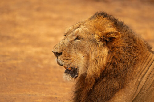 Male Asiatic Lion side profile. Side profile of an impressive male asiatic lion with dark mane. Gir National Park, Gujarat.