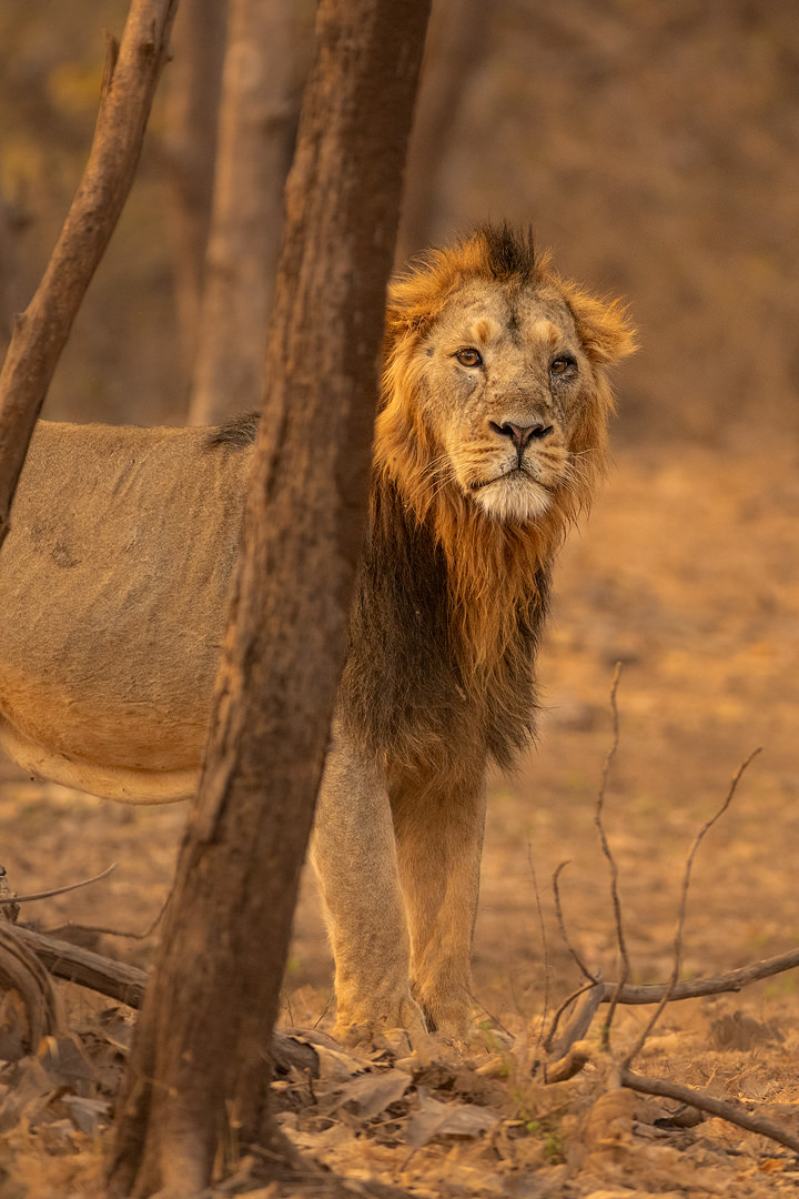 Male Asiatic Lion, Gir National Park - Francis J Taylor Photography