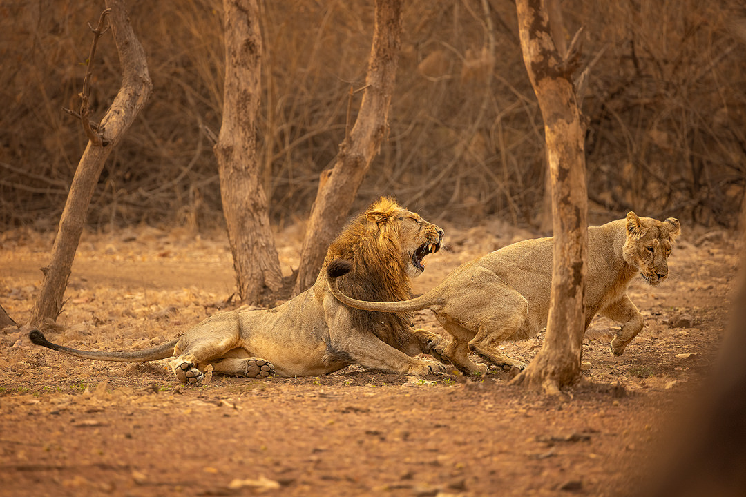 Angry Asiatic Lion, Gir National Park - Francis J Taylor Photography