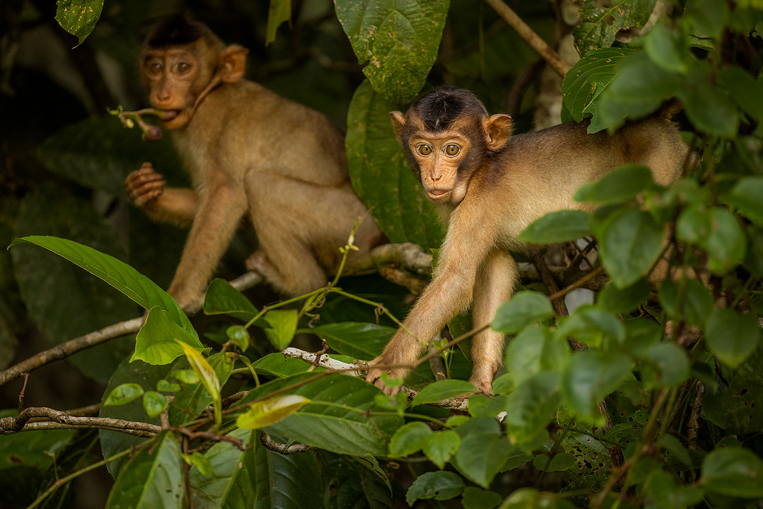 Southern pig-tailed macaques. A pair of playful young sunda pig tailed macaques feeding on fruits against a green jungle background. Kinabatangan river, Borneo.