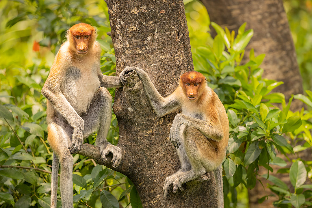 Proboscis monkeys. Two young proboscis monkeys sitting on a tree at the edge of the mangroves. Borneo.