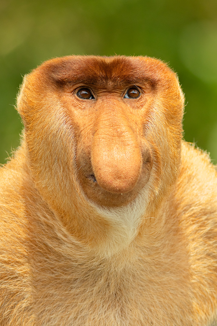 The biggest nose in Borneo. Portrait of a big male proboscis monkey against a green jungle background. Borneo.