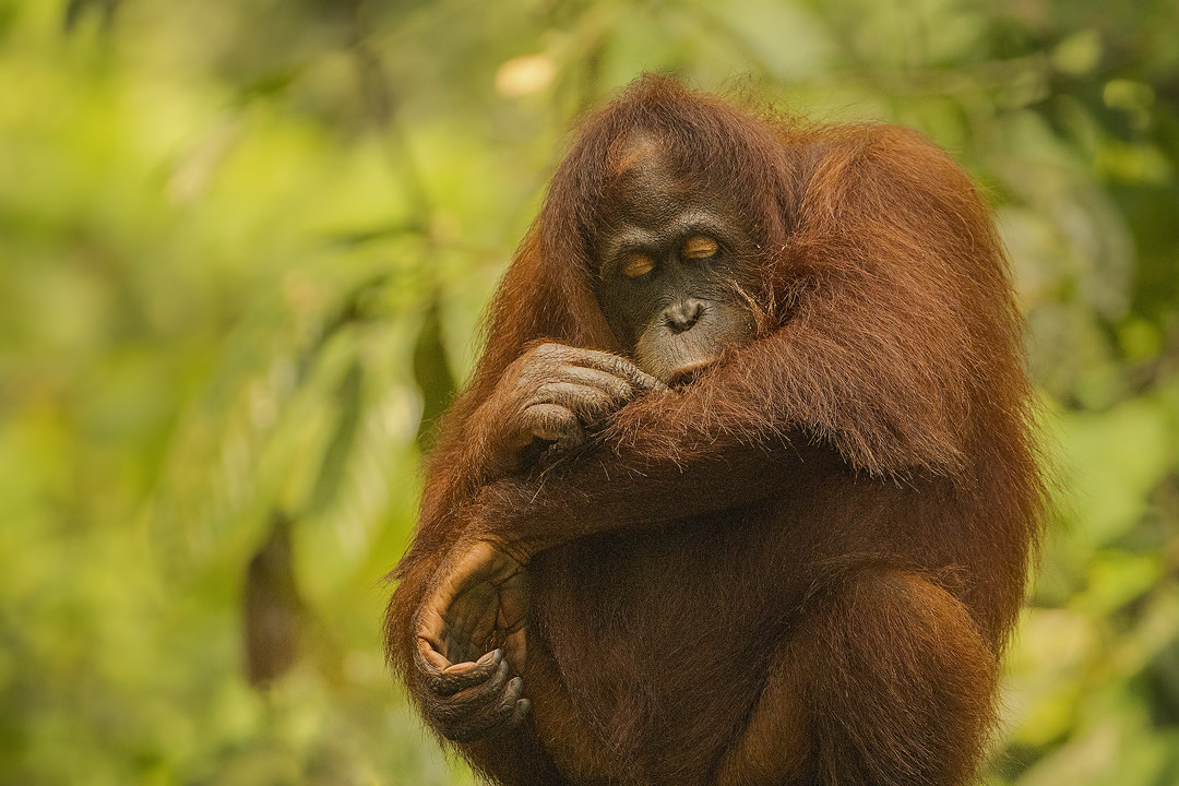 Grooming Orangutan. Wild orangutan picking insects out of its fur, Borneo. The Malay word 'Orangutan' means "person of the forest". We share 97% of our DNA with orangutans, making them one of our closest living genetic relatives!