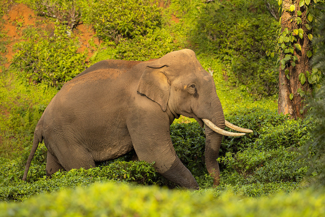 Valparai Elephant bull. A big asian elephant tusker crossing a lush green tea plantation, Western ghats, India.  In regions like Assam, Kerala, and West Bengal, where tea estates flourish, Asian elephants roam within and around these verdant plantations. Their presence symbolizes the coexistence of nature and agriculture, yet their interactions with the tea estates present both challenges and opportunities.