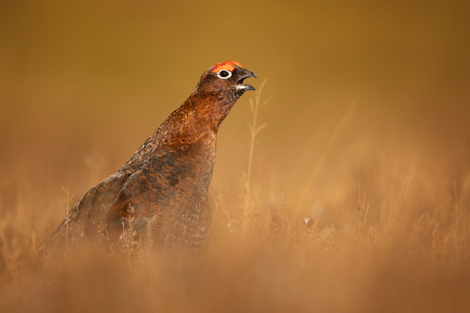 Red Grouse Photography Workshop, Peak District National Park.