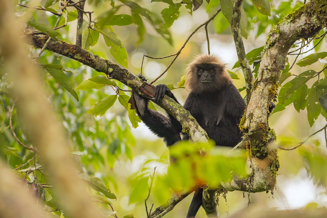 Female Nilgiri Langur. Portrait of a female nilgiri langur watching me carefully from the rainforest canopy. Valparai, Western Ghats, India.