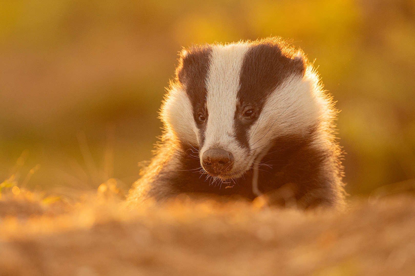 Backlit male badger. An adult male badger backlit by golden sunset light. Peak District National Park.