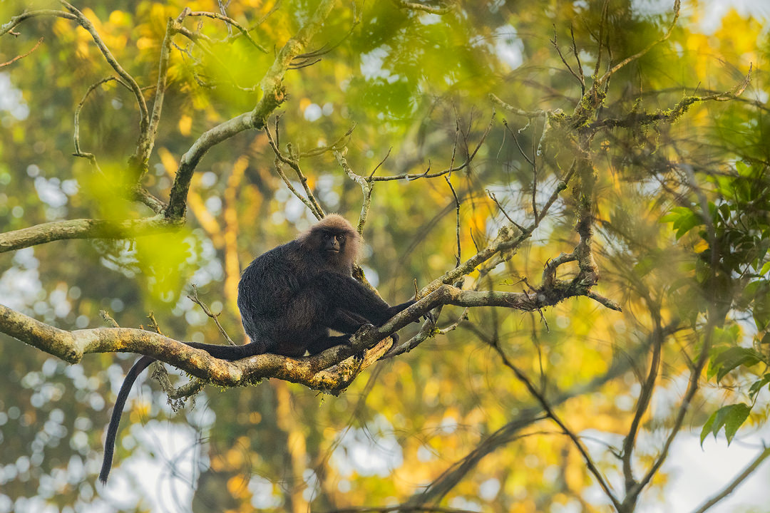 Nilgiri Langur. Portrait of a nilgiri langur watching me carefully from the rainforest canopy. Valparai, Western Ghats, India.