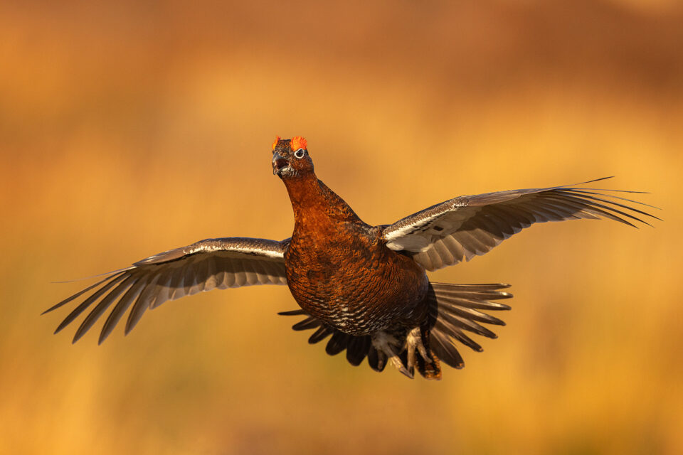 Red Grouse Photography Workshop, Peak District National Park.