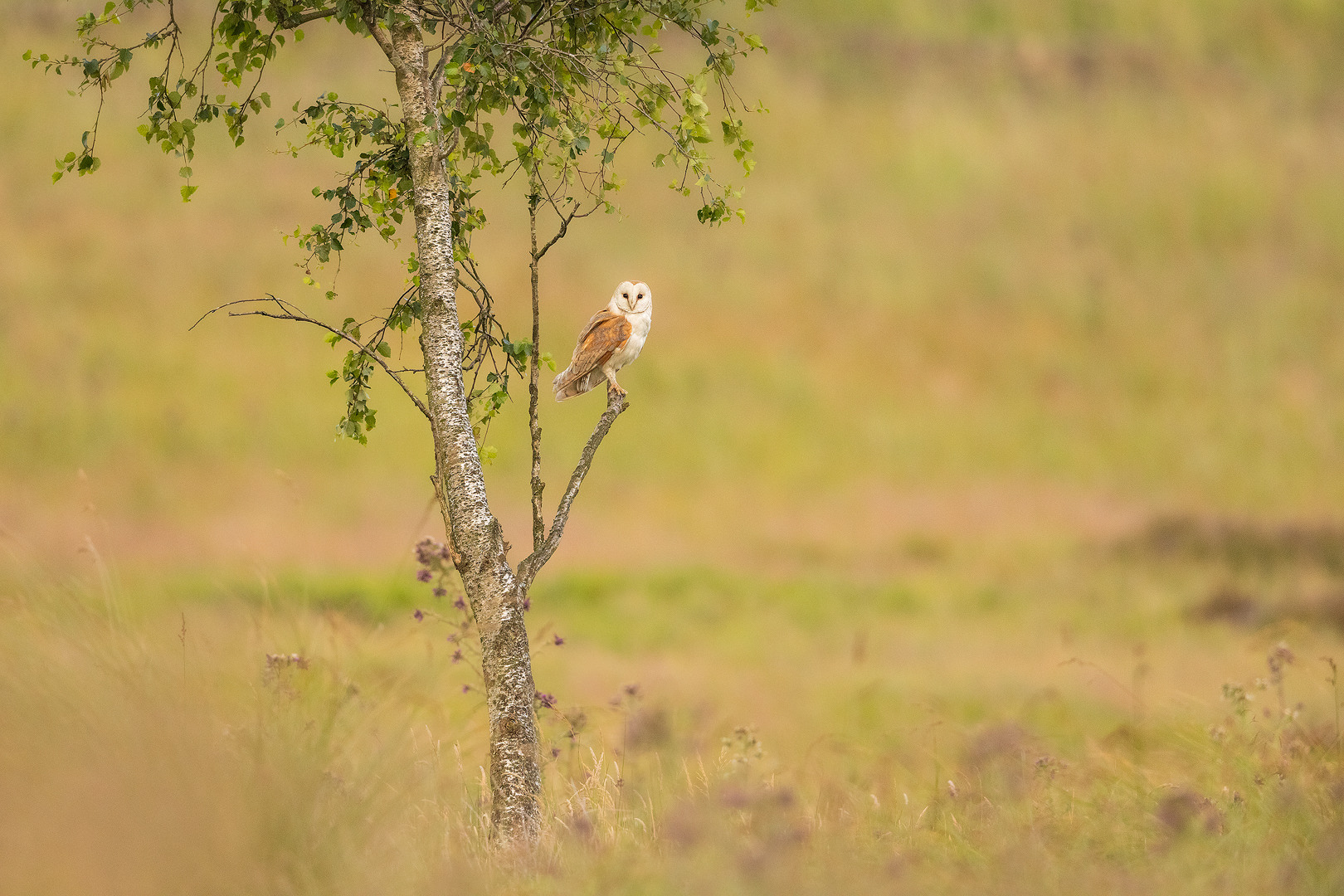 Perched Barn Owl. A beautiful barn owl perched on an isolated birch tree on moorland. Derbyshire, Peak District National Park, UK.  