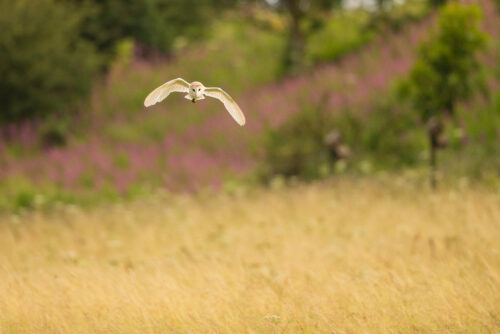 hunting Barn Owl habitat. Small in the frame image of a barn owl  hinting over a summer meadow with purple flowers in the background. Derbyshire, Peak District National Park, UK.  