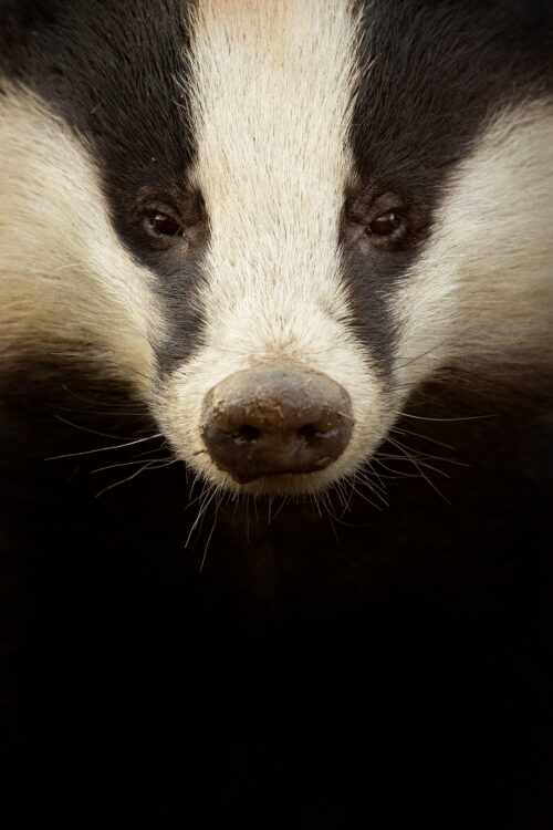 Male badger portrait. Head on portrait of Bruce, the big boar at one of my regular setts. It's always such a privilege to have experiences like this with such an elusive mammal. Despite having photographed them for many years now, I still enjoy each and every session. Derbyshire, Peak District National Park.