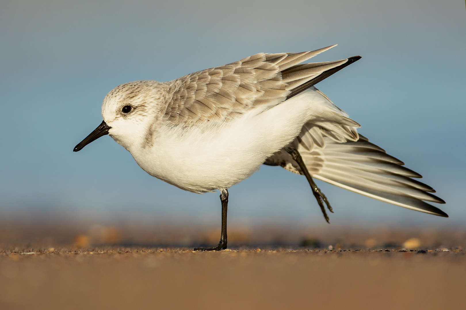 Stretching sanderling. A sanderling stretches out its wings after a quick break from foraging the shoreline. Lincolnshire, UK.