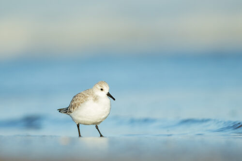 Shoreline sanderling. A sanderling pauses briefly on the shoreline to look at the camera. Lincolnshire, UK.