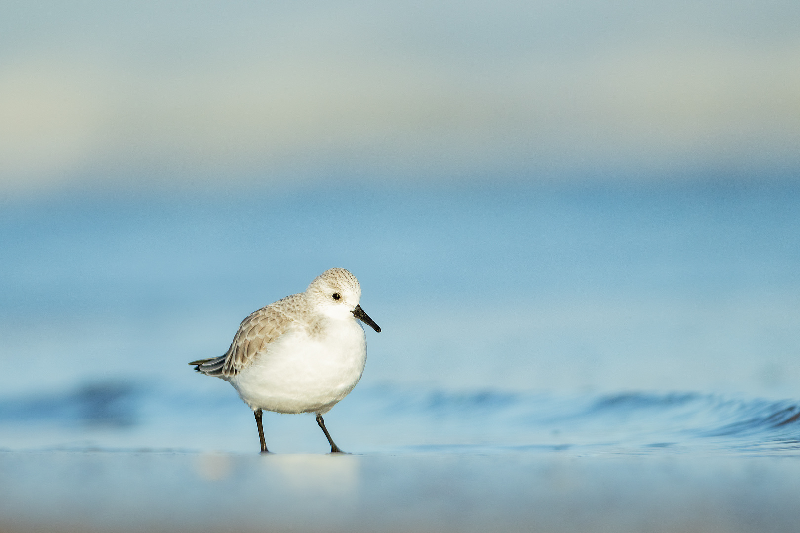 Shoreline sanderling. A sanderling pauses briefly on the shoreline to look at the camera. Lincolnshire, UK.