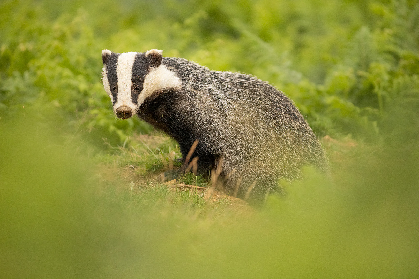 Female badger surrounded by fresh green bracken, Peak District National Park. It's always such a privilege to have experiences like this with such an elusive mammal. Despite having photographed them for many years now, I still enjoy each and every session. Derbyshire, Peak District National Park.