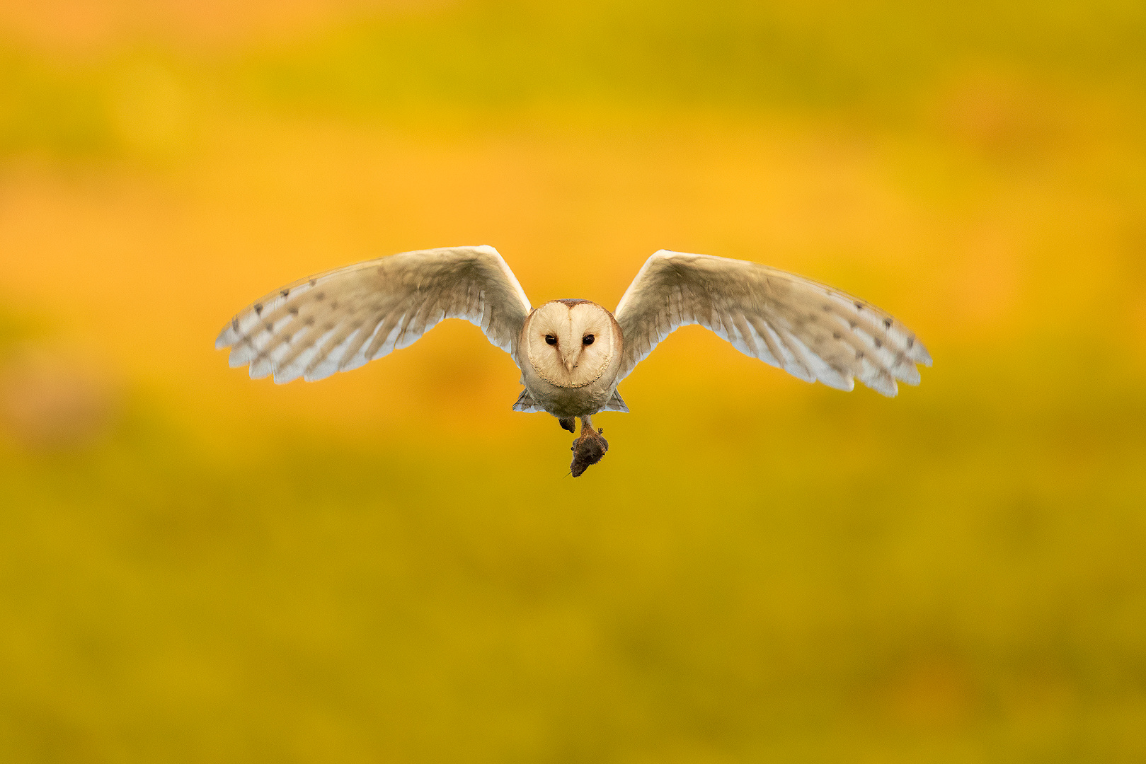 hunting Barn Owl with vole. head on barn owl with a vole in its talons. Derbyshire, Peak District National Park, UK.  