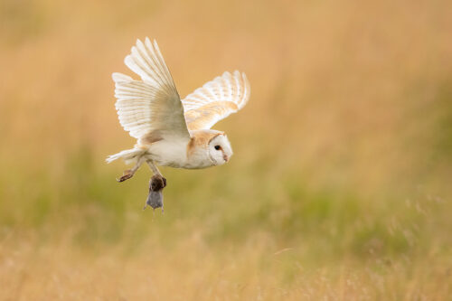  hunting Barn Owl with vole. barn owl with a vole in its talons. Derbyshire, Peak District National Park, UK.  