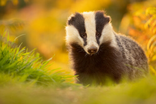 Autumn badger. A large male badger backlit by early autumn sunshine. This was one of the images taken during the season, before the badgers become less active during the colder months. It's always such a privilege to have experiences like this with such an elusive mammal. Despite having photographed them for many years now, I still enjoy each and every session. Derbyshire, Peak District National Park.