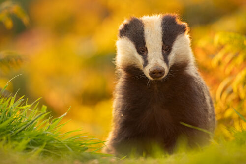 Autumn badger II. A large male badger backlit by early autumn sunshine. This was one of the images taken during the season, before the badgers become less active during the colder months. It's always such a privilege to have experiences like this with such an elusive mammal. Despite having photographed them for many years now, I still enjoy each and every session. Derbyshire, Peak District National Park.