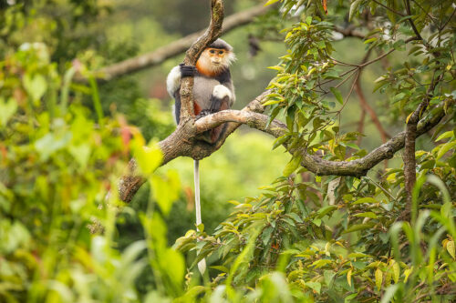 Curious Red-shanked douc. Portrait of a curious red shanked douc in lush rainforest habitat. Son Tra, Vietnam.