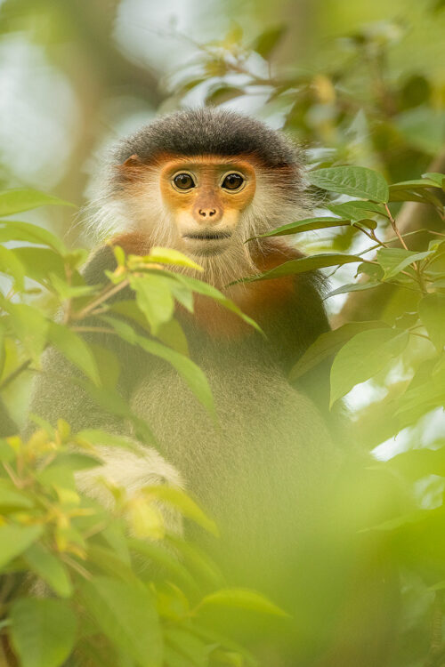 Female Red-shanked douc. Portrait of a female red-shanked douc in dense rainforest vegetation. Son Tra, Vietnam.