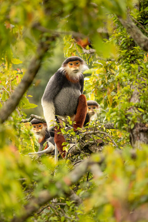 Red-shanked douc group. Three curious red shanked doucs in lush rainforest habitat. Son Tra, Vietnam.