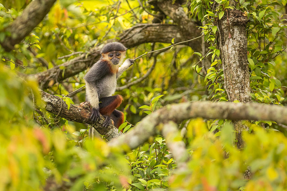 Baby Red-shanked douc. Portrait of a curious baby red shanked douc in lush rainforest habitat. Son Tra, Vietnam.